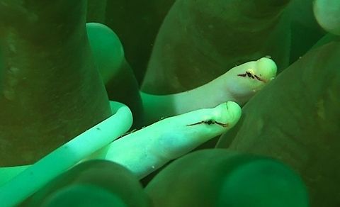 Mushroom Coral Pipefish - Siokunichthys nigrolineatus  Bali,Geotagged,Indonesia,Mushroom-coral pipefish,Pipefish,Siokunichthys nigrolineatus