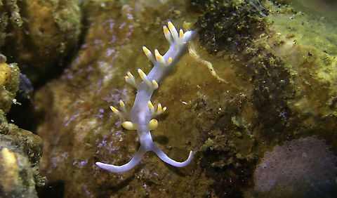 Nudibranch - Flabellina bicolor (Genus updated to Samla bicolor)  Bali,Geotagged,Indonesia,Nudibranch,Samla bicolor