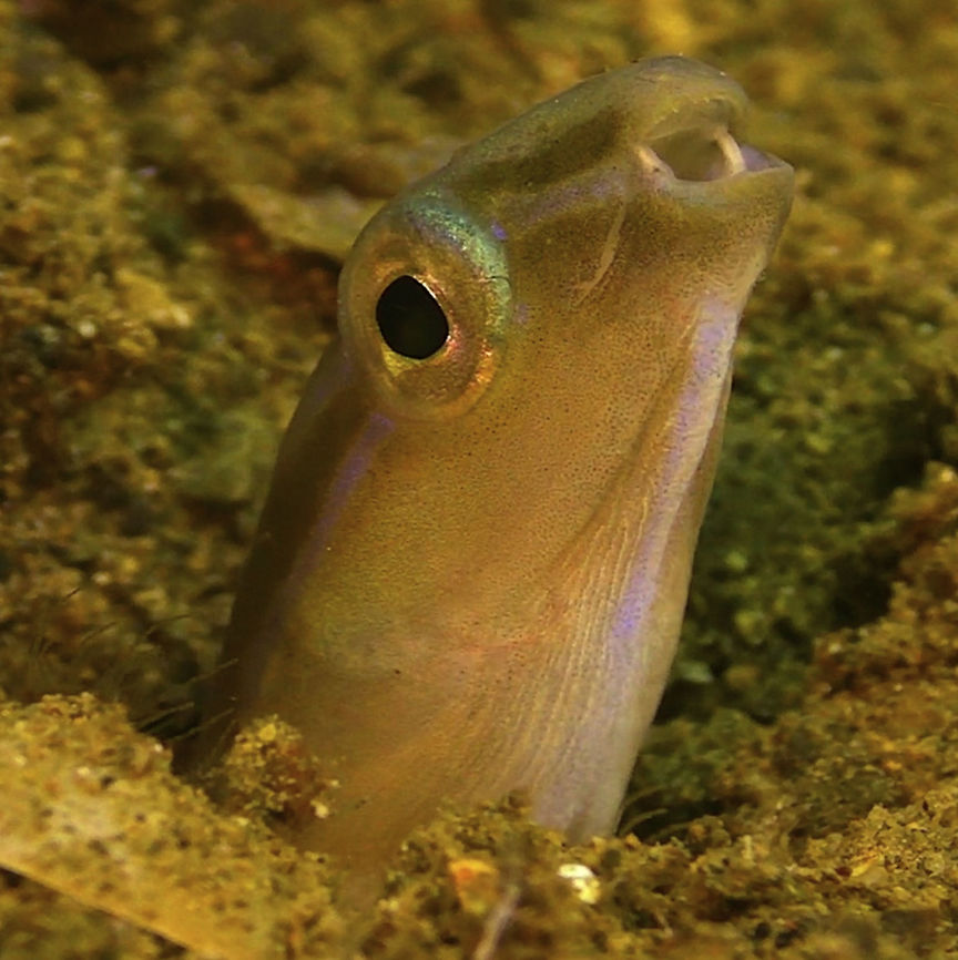 Snake Blenny - Xiphasia setifer The Snake Blenny - Xiphasia setifer is greatly elongate up to 0.5 meters, resemble an eel with a prominent dorsal fin; alternating dark and light brown bands. Usually burrows into the sand only with the head exposed, unless coming out to hunt. Bali,Blenny,Geotagged,Indonesia,Snake Blenny,Xiphasia setifer