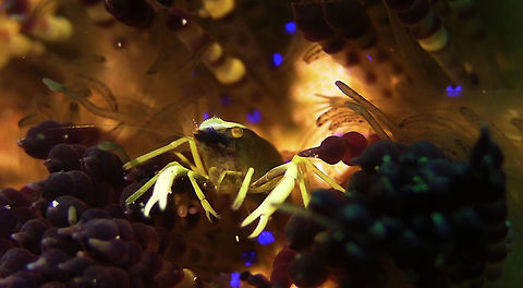 Fire Urchin Commensal Shrimp - Allopontonia brockii  Allopontonia brockii,Bali,Commensal Shrimp,Fire Urchin Commensal Shrimp,Geotagged,Indonesia,Shrimp