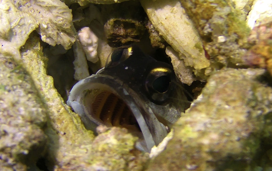Yellowbarred Jawfish - Opistognathus randalli The Yellowbarred Jawfish - Opistognathus randalli has dark brown head and white body; 8-10 pale yellow to orange body bars; bright yellow mark on front of upper iris, yellowish dorsal, anal and tail fins, black spot on front of dorsal fin.<br />
<br />
The Jawfishes are mouth brooders, meaning they keeps the eggs in their mouth and releasing them when they are fully formed.  They lives in burrows among coral rubbles and usually only see them peeking out at the entrance of the hole.  Usually, there are a few of them living within each other and sometimes, when a male swims out to check out other burrows that has other males living int it, they will &#039;fight&#039; using their opened mouths.<br />
<br />
This Yellowbarred Jawfish is fairly common, but it is only recently described in the year 2009. Bali,Fish,Geotagged,Indonesia,Jawfish,Opistognathus randalli,Yellowbarred Jawfish