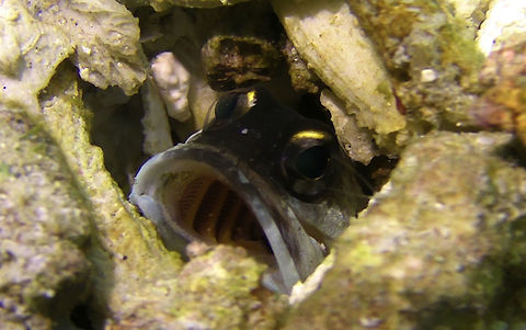 Yellowbarred Jawfish - Opistognathus randalli The Yellowbarred Jawfish - Opistognathus randalli has dark brown head and white body; 8-10 pale yellow to orange body bars; bright yellow mark on front of upper iris, yellowish dorsal, anal and tail fins, black spot on front of dorsal fin.

The Jawfishes are mouth brooders, meaning they keeps the eggs in their mouth and releasing them when they are fully formed.  They lives in burrows among coral rubbles and usually only see them peeking out at the entrance of the hole.  Usually, there are a few of them living within each other and sometimes, when a male swims out to check out other burrows that has other males living int it, they will 'fight' using their opened mouths.

This Yellowbarred Jawfish is fairly common, but it is only recently described in the year 2009. Bali,Fish,Geotagged,Indonesia,Jawfish,Opistognathus randalli,Yellowbarred Jawfish