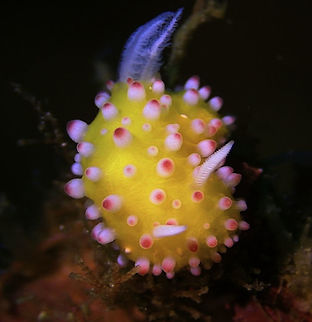 Nudibranch - Cadlinella ornatissima  Bali,Cadlinella ornatissima,Geotagged,Indonesia,Nudibranch