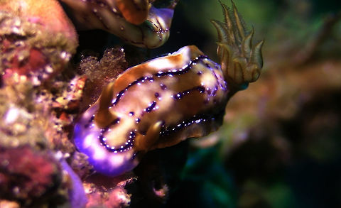 Nudibranch - Hypselodoris krakatoa  Bali,Geotagged,Hypselodoris krakatoa,Indonesia,Nudibranch