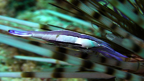 Purple Urchin Shrimp - Stegopontonia commensalis  Bali,Geotagged,Indonesia,Purple Urchin Shrimp,Shrimp,Stegopontonia commensalis,Urchin Shrimp