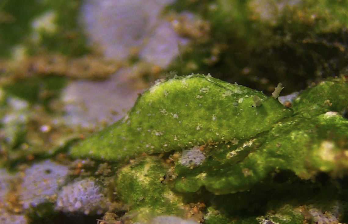 Halimeda Sap Sucking Slug - Elysia pusilla  Bali,Elysia pusilla,Geotagged,Halimeda Sap Sucking Slug,Indonesia,Sap Sucking Slug,Sea Slug
