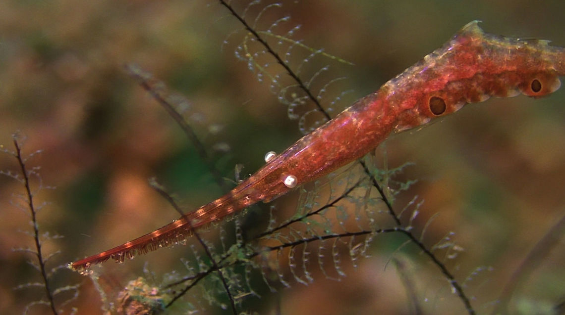 Ocellated Saw Blade Shrimp - Tozeuma lanceolatum  Bali,Geotagged,Indonesia,Ocellated Saw Blade Shrimp,Ocellated Tozeuma Shrimp,Saw Blade Shrimp,Shrimp,Tozeuma lanceolatum