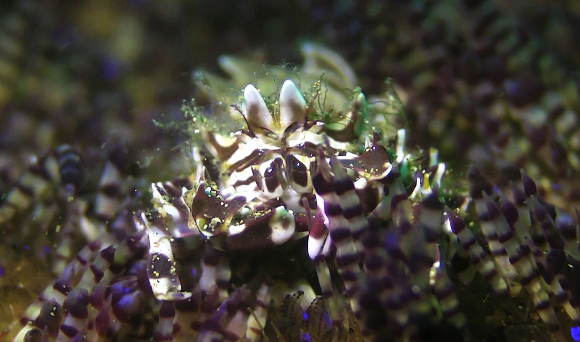Zebra Crab - Zebrida adamsii  Bali,Crab,Geotagged,Indonesia,Zebra Crab,Zebrida adamsii