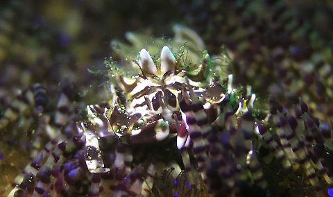 Zebra Crab - Zebrida adamsii  Bali,Crab,Geotagged,Indonesia,Zebra Crab,Zebrida adamsii