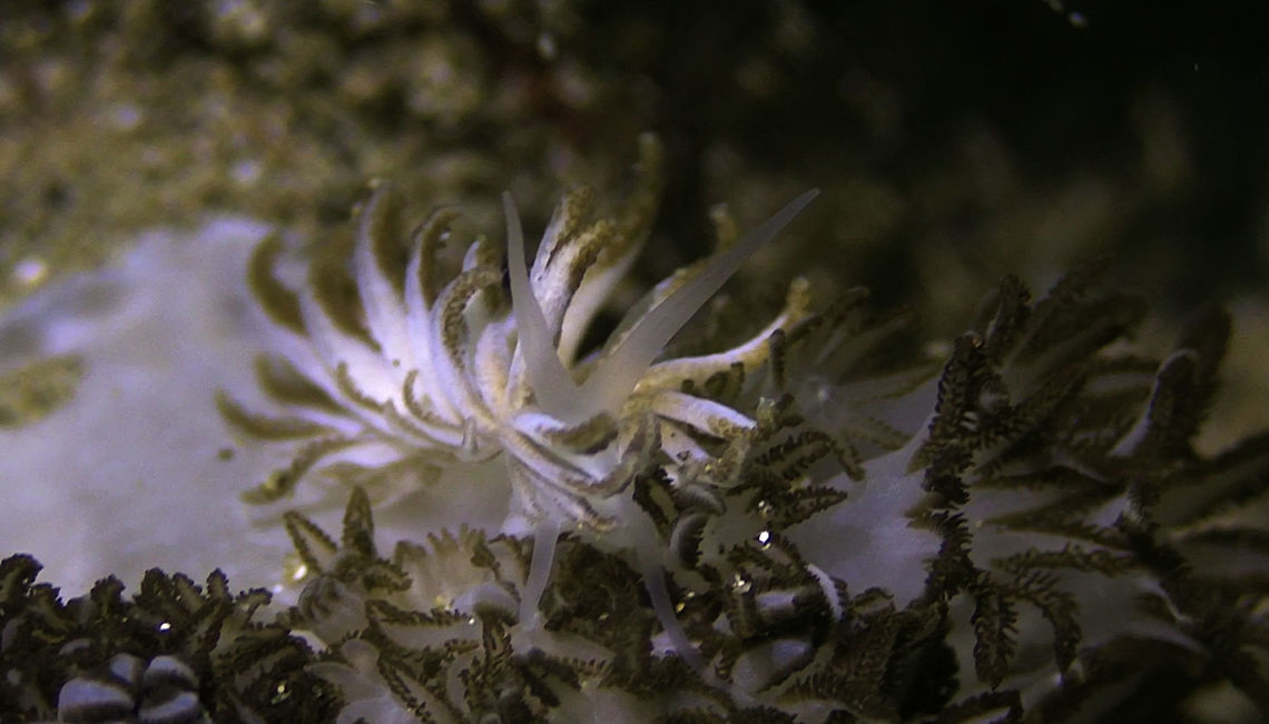 Nudibranch - Phyllodesmium jakobsenae It can be very difficult to spot this Nudibranch when they are on their food source, Xenia corals as seen in this picture. Bali,Geotagged,Indonesia,Nudibranch,Phyllodesmium jacobsenae,Phyllodesmium jakobsenae