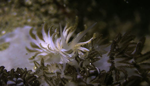 Nudibranch - Phyllodesmium jakobsenae It can be very difficult to spot this Nudibranch when they are on their food source, Xenia corals as seen in this picture. Bali,Geotagged,Indonesia,Nudibranch,Phyllodesmium jacobsenae,Phyllodesmium jakobsenae