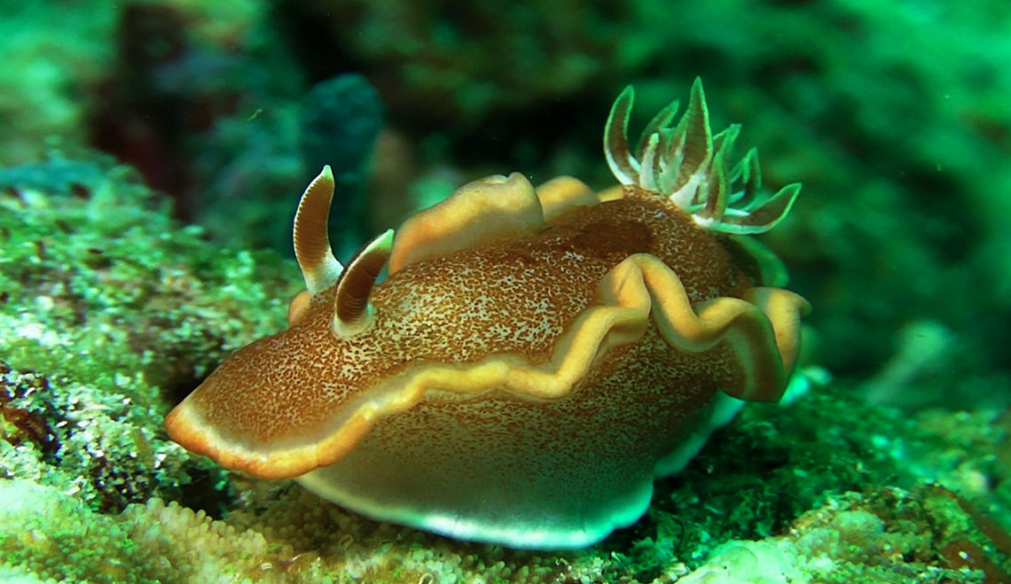 8_Nudi  Geotagged,Glossodoris rufomarginata,Glossodoris rufromarginata,Indonesia
