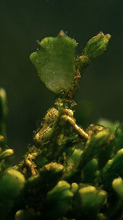 Halimeda Decorator Crab - Huenia heraldica This Halimeda Decorator Crab - Huenia heraldica cuts the leafs of Halimeda algae and hold it on top of its carapace to camouflage among the Halimeda algae it lives on, making it very difficult to find. Arrowhead crab,Bali,Crab,Decorator Crab,Geotagged,Halimeda Crab,Halimeda Decorator Crab,Huenia heraldica,Indonesia