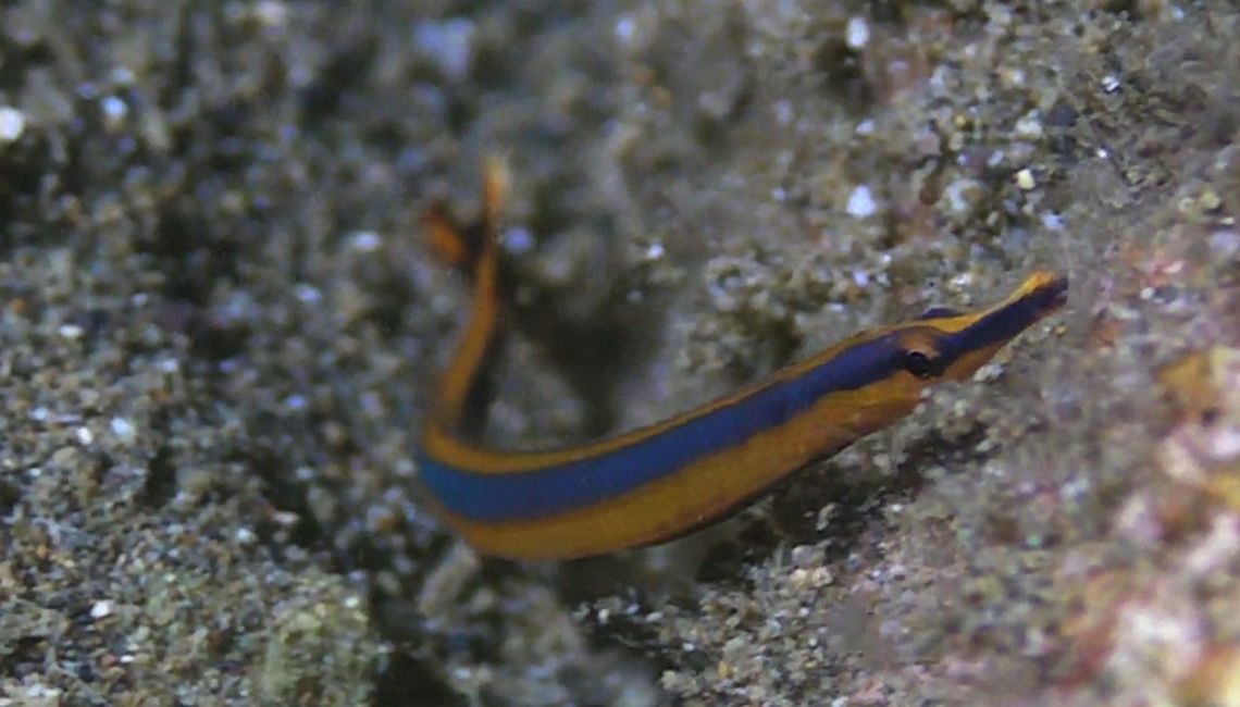 Honshu Pipefish - Doryrhamphus japonicus  Bali,Doryrhamphus japonicus,Fish,Geotagged,Honshu Pipefish,Indonesia,Pipefish