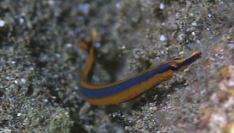 Honshu Pipefish - Doryrhamphus japonicus  Bali,Doryrhamphus japonicus,Fish,Geotagged,Honshu Pipefish,Indonesia,Pipefish