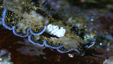 Flatworm - Thysanozoon nigropapillosum This Thysanozoon nigropapillosum Flatworm carries its eggs (the whitish stuff) on the right side of its body. Flatworm,Geotagged,Indonesia,Padangbai,Thysanozoon nigropapillosum