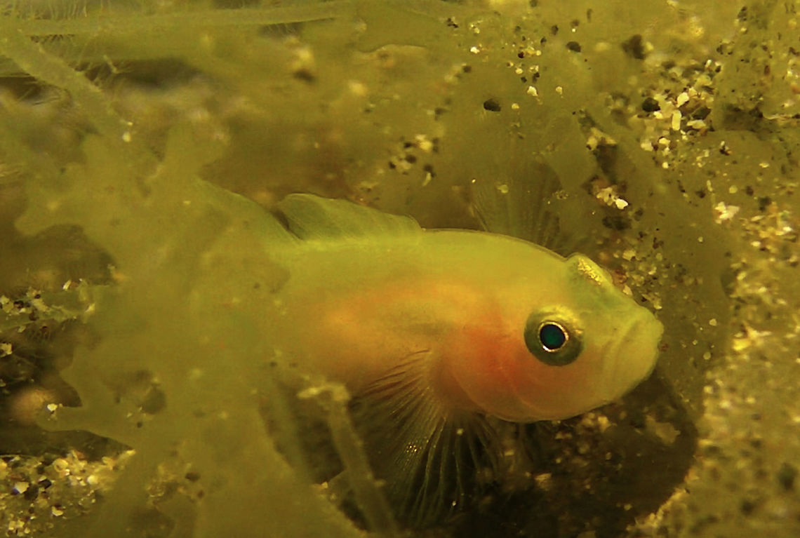 Yellow/Golden Goby - Lubricogobius exiguus  Bali,Fish,Geotagged,Goby,Golden Goby,Indonesia,Lubricogobius exiguus,Yellow Goby