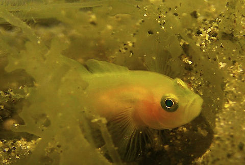 Yellow/Golden Goby - Lubricogobius exiguus  Bali,Fish,Geotagged,Goby,Golden Goby,Indonesia,Lubricogobius exiguus,Yellow Goby
