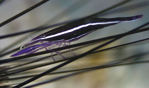 Sea Urchin Purple Shrimp - Stegopontonia commensalis  Geotagged,Layang-Layang,Malaysia,Purple Urchin Shrimp,Sabah,Stegopontonia commensalis