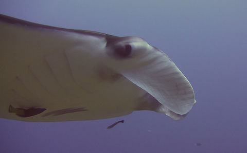 Reef Manta - Manta alfredi This was a juvenile Reef Manta - Manta alfredi, very friendly and we spend nearly 20 minutes with her as she swims around us. Geotagged,Layang-Layang,Malaysia,Manta Ray,Manta alfredi,Reef manta ray,Sabah