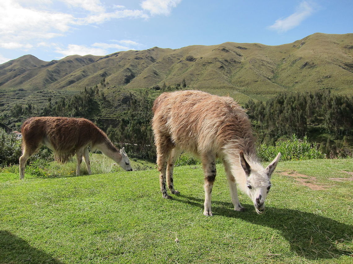 Llama - Lama glama  Cusco,Fall,Geotagged,Lama glama,Llama,Peru
