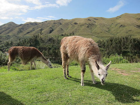Llama - Lama glama  Cusco,Fall,Geotagged,Lama glama,Llama,Peru