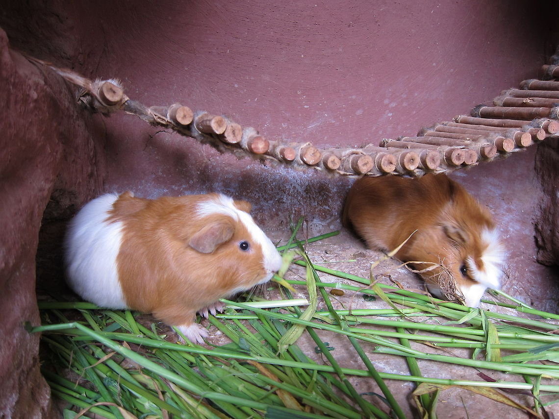 Guinea Pigs - Cavia porcellus The locals calls this Guinea Pigs, Cuy. This are not kept as pets but for food :( Cavia porcellus,Cuy,Fall,Geotagged,Guinea pig,Peru,Sacred Valley