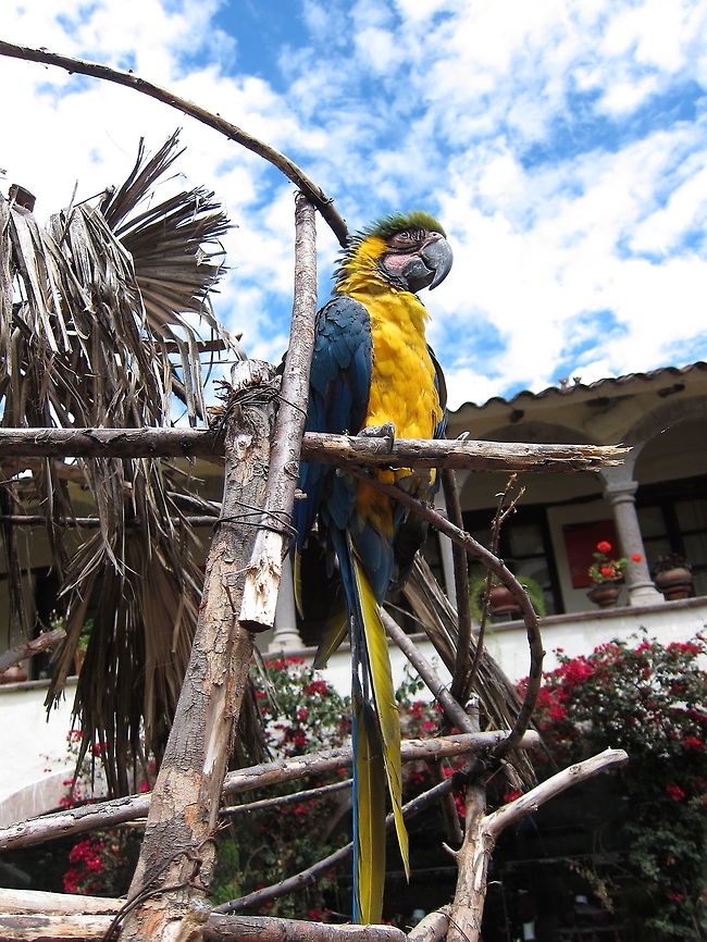 Blue-and-Yellow Macaw - Ara ararauna                                 Ara ararauna,Blue-and-yellow macaw,Fall,Geotagged,Macaw,Peru,Sacred Valley