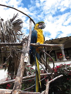 Blue-and-Yellow Macaw - Ara ararauna                                 Ara ararauna,Blue-and-yellow macaw,Fall,Geotagged,Macaw,Peru,Sacred Valley