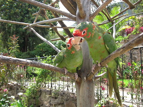 Red-Masked Parakeet - Psittacara erythrogenys  Bird,Fall,Geotagged,Parakeet,Peru,Psittacara erythrogenys,Red-masked Parakeet,Sacred Valley