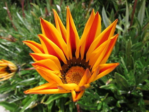 Flowers - Gazania rigens Flowers seen in the garden of the Hotel we were staying at in Puno, near to Lake Titicaca Fall,Flowers,Gazania rigens,Geotagged,Peru,Puno