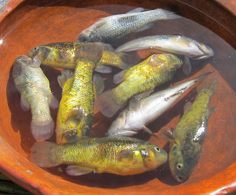 Killfish - Orestias agassizii (?) Not definitely sure with the ID, Orestias agassizii is among the few Killfishes that can be found in Lake Titicaca.
The local natives catches them for food. Fall,Geotagged,Lake Titicaca,Orestias agassizii,Peru,Puno