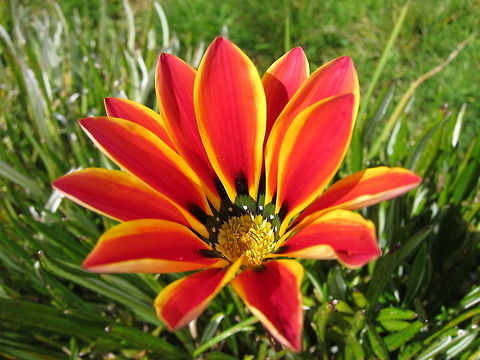 Flowers - Gazania rigens Flowers seen in the garden of the Hotel we were staying at in Puno, near to Lake Titicaca Fall,Flowers,Gazania rigens,Geotagged,Lake Titicaca,Peru,Puno