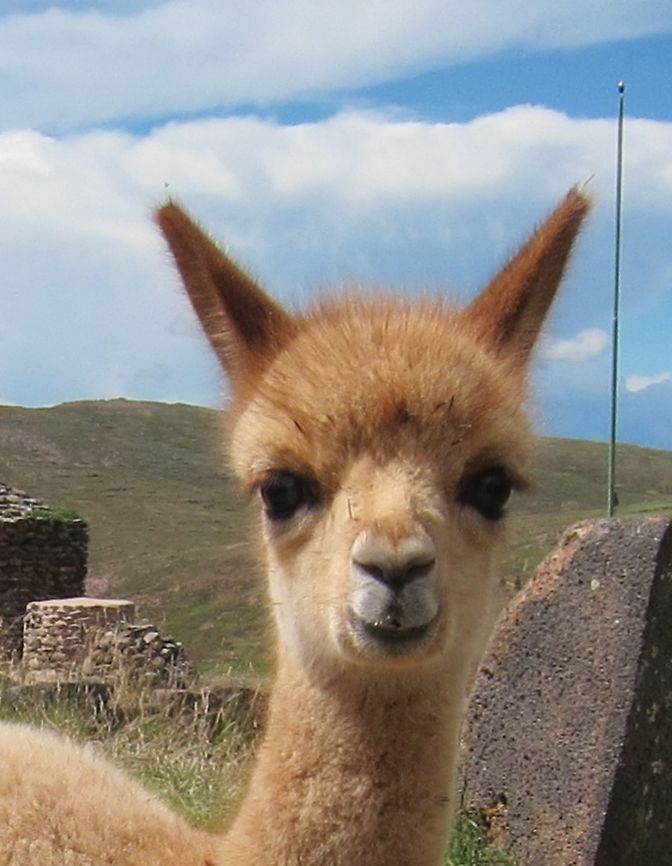 Baby Vicu&ntilde;a - Vicugna vicugna Baby Vicu&ntilde;a - Vicugna vicugna, kept by Farmers, they have super fine furs.<br />
They produce very small amount of fine wool that can be harvested once every 3 years, making materials made from their wool very expensive.   Fall,Geotagged,Peru,Puno,Vicugna vicugna,Vicu&ntilde;a
