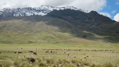 Alpaca Farm Alpacas, kept in the open by farmers. Alpaca,Fall,Geotagged,Peru,Puno,Vicugna pacos