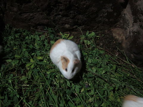 Guinea Pig - Cavia porcellus  Cavia porcellus,Ecuador,Fall,Geotagged,Guinea pig,Quito