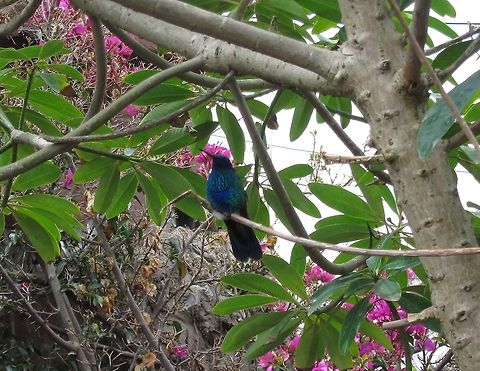 Sparkling Violetear - Colibri coruscans                                 Bird,Colibri coruscans,Ecuador,Fall,Geotagged,Hummingbird,Quito,Sparkling violetear