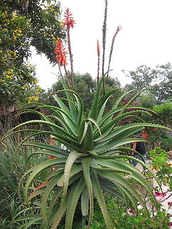 Pandanus (?) Not sure, looks like Pandanus plant.                                Ecuador,Fall,Geotagged,Pandanus,Quito