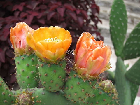 Cactus Flowers  Argentine Pricklypear,Cactus,Ecuador,Fall,Flower,Geotagged,Opuntia ficus-indica,Quito