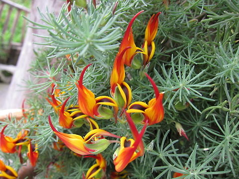 Flowers  Ecuador,Fall,Flowers,Geotagged,Quito