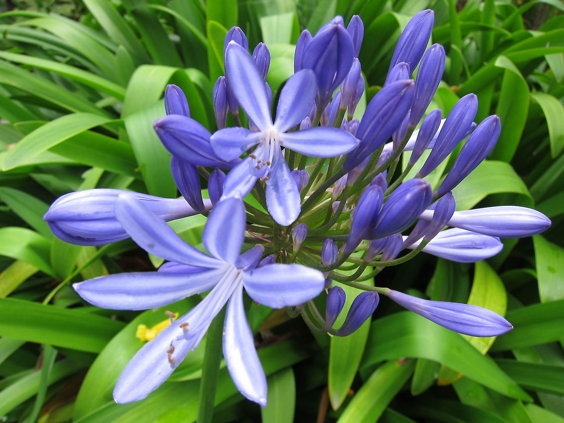 Flowers  Agapanthus praecox,Blue Lily or African Lily,Ecuador,Fall,Flowers,Geotagged,Quito