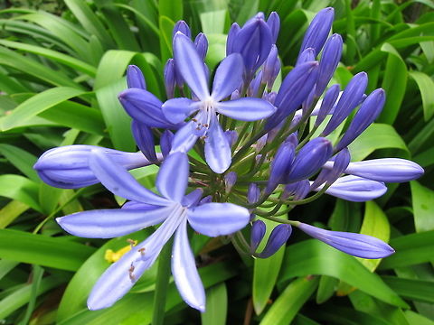 Flowers  Agapanthus praecox,Blue Lily or African Lily,Ecuador,Fall,Flowers,Geotagged,Quito