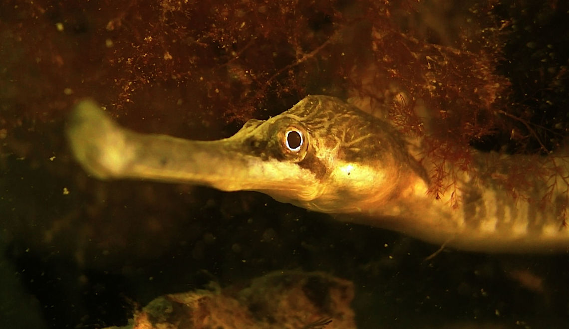 Greater Pipefish - Syngnathus acus Saw this Greater Pipefish - Syngnathus acus during a dive at Zeeland, quite large/long, nearly 0.5 meters in length. Fish,Geotagged,Greater pipefish,Netherlands,Pipefish,Syngnathus acus,Zeeland