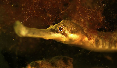 Greater Pipefish - Syngnathus acus Saw this Greater Pipefish - Syngnathus acus during a dive at Zeeland, quite large/long, nearly 0.5 meters in length. Fish,Geotagged,Greater pipefish,Netherlands,Pipefish,Syngnathus acus,Zeeland