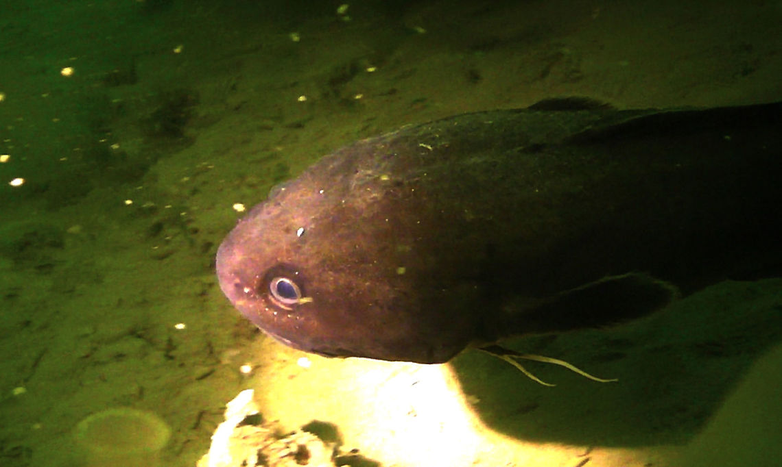 Lesser Forkbeard - Raniceps raninus The Lesser Forkbeard - Raniceps raninus is also known as Tadpole Fish for its look.<br />
According to my friends from Holland, the local name is Vorskwab. Fish,Geotagged,Lesser Forkbeard Fish,Netherlands,Raniceps raninus,Tadpole fish,Vorskwab,Zeeland