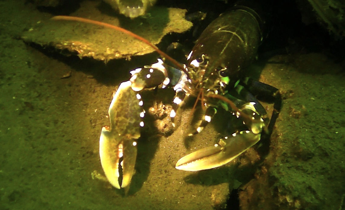 Noble Crayfish, Broad-fingered Crayfish - Astacus astacus Saw lots of this Broad-fingered Crayfish - Astacus astacus during my dive in Zeeland. Astacus astacus,Broad-fingered Crayfish,Geotagged,Lobster,Netherlands,Noble Crayfish,Zeeland