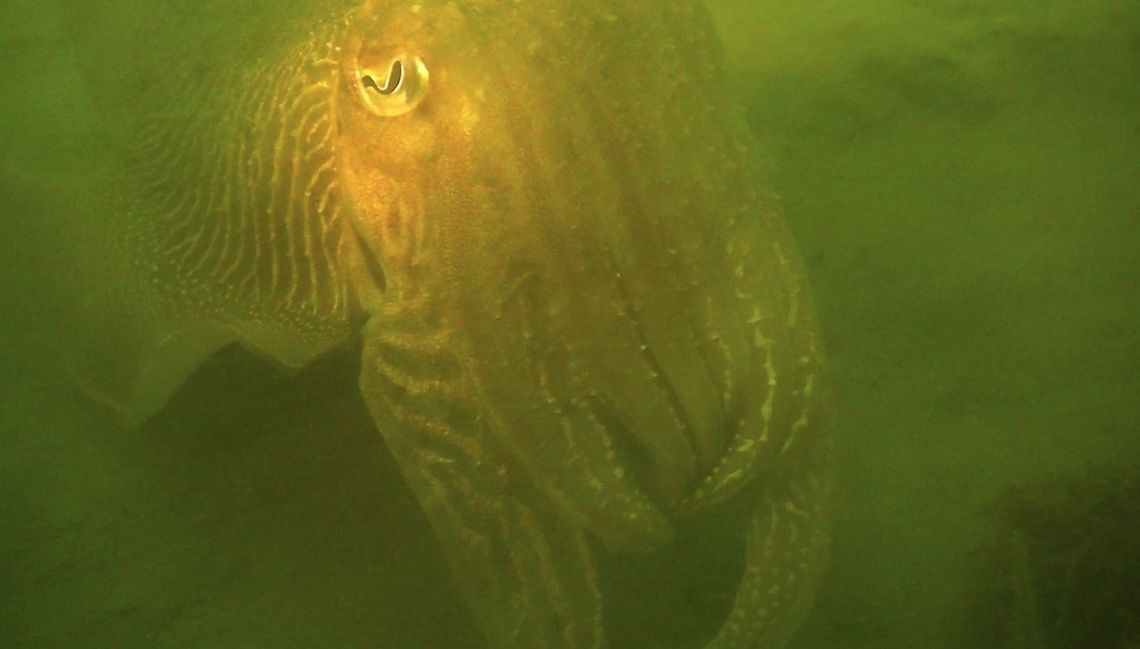 Common Cuttlefish - Sepia officinalis This Common Cuttlefish - Sepia officinalis are seasonally seen at the dive site of Zeeland.<br />
They come to the location to mate and lay eggs, the eggs are black in colour.<br />
During this time, there will be a lot of divers diving there to look for them. Common cuttlefish,Cuttlefish,Geotagged,Netherlands,Sepia officinalis,Zeeland