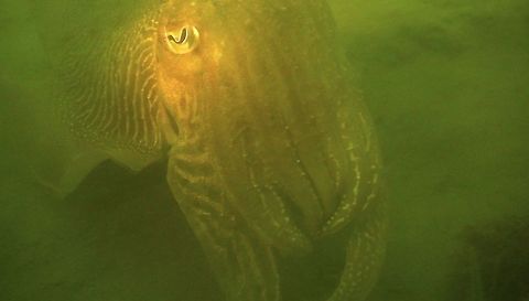 Common Cuttlefish - Sepia officinalis This Common Cuttlefish - Sepia officinalis are seasonally seen at the dive site of Zeeland.
They come to the location to mate and lay eggs, the eggs are black in colour.
During this time, there will be a lot of divers diving there to look for them. Common cuttlefish,Cuttlefish,Geotagged,Netherlands,Sepia officinalis,Zeeland