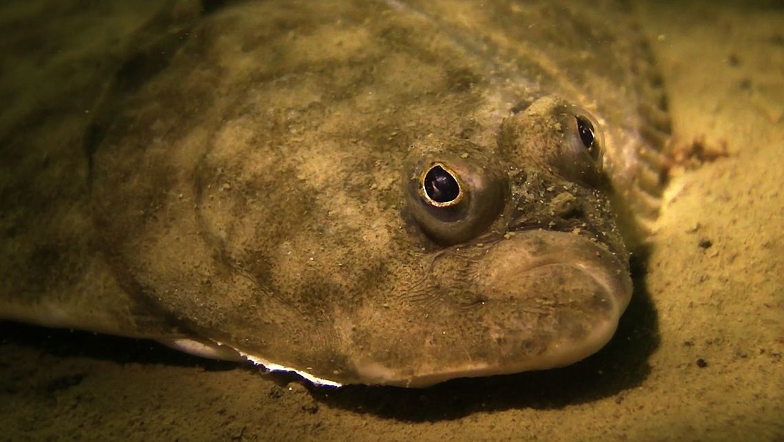 European Flounder - Platichthys flesus Saw this Flatfish during a dive in Zeeland, not sure if its a Flounder or Sole and the species name. European Flounder,Fish,Flounder,Geotagged,Netherlands,Platichthys flesus,Zeeland