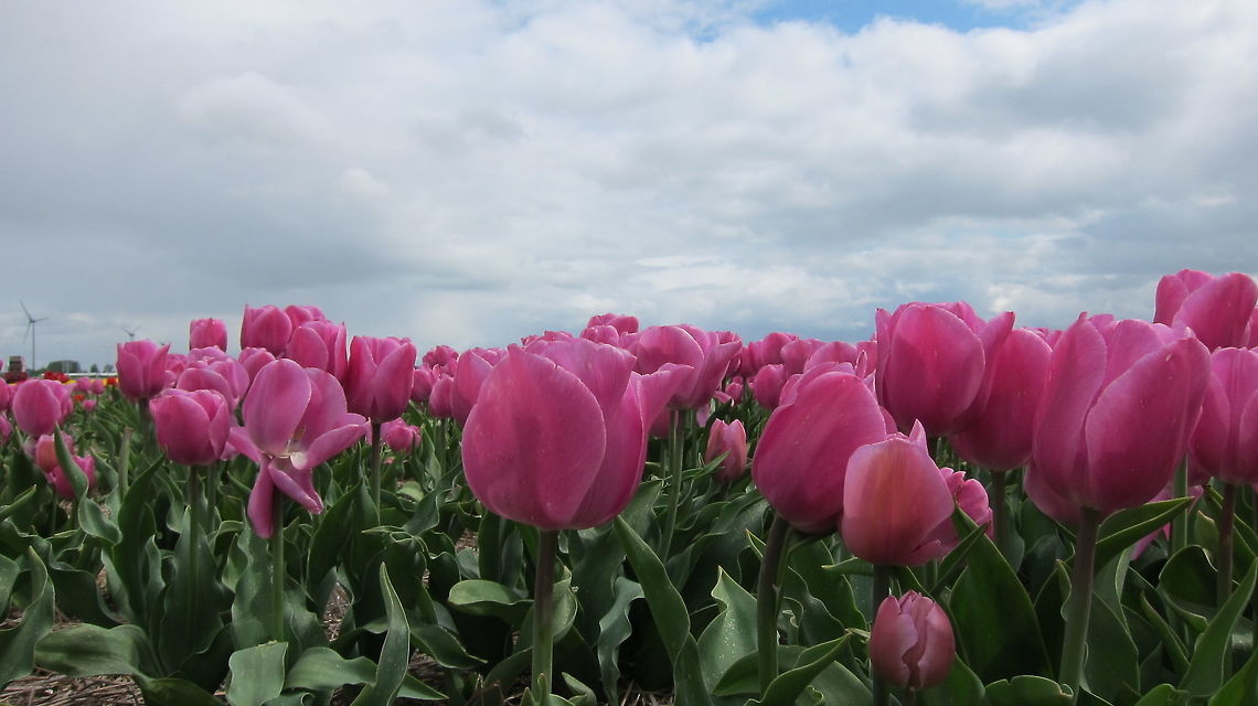 Tulips  Flowers,Geotagged,Holland,Netherlands,Spring,Tulipa,Tulips